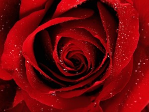 Viaja al corazón de la rosa